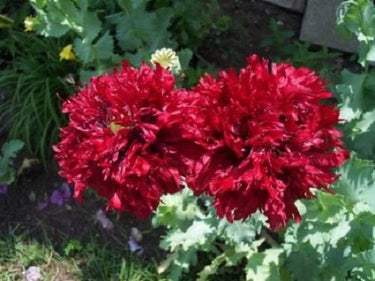 250 Organic PEONY POPPY MIX Papaver Paeoniflorum Mixed Colors Red, White, Pink, Black, Purple, Salmon, Bronze, Lilac, & Bicolor Flower Seeds